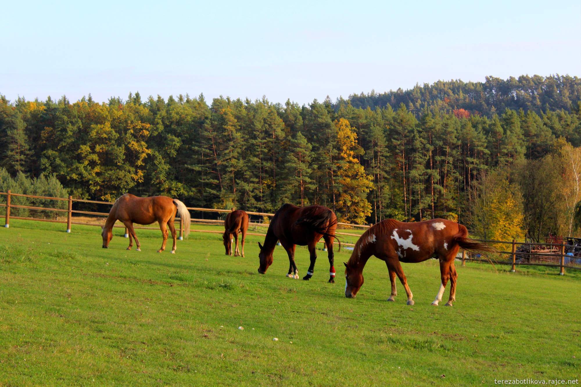 Horses on pasture